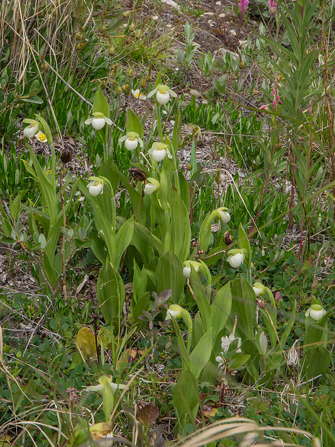 Cypripedium passerinum (Sparrow's-egg Lady's-slipper orchid)