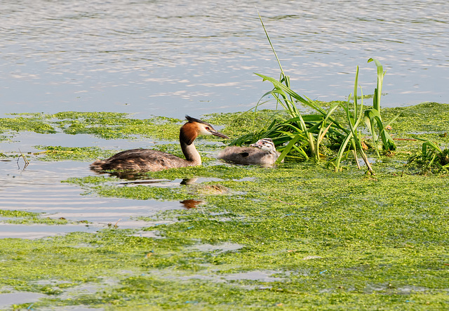 Grebe and Chick