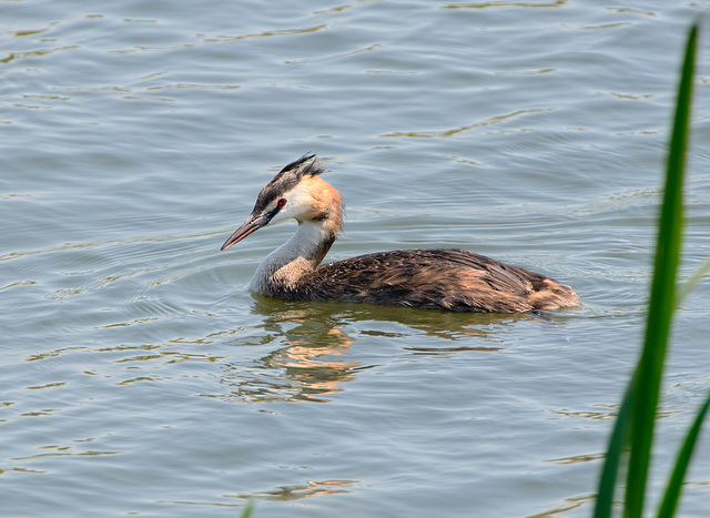 Great Crested Grebe