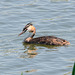 Great Crested Grebe