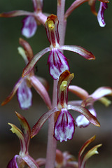 Corallorhiza mertensiana fma. pallida