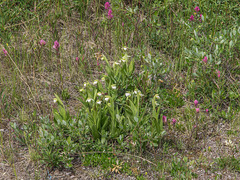 Cypripedium passerinum (Sparrow's-egg Lady's-slipper orchid)