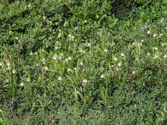 Cypripedium passerinum (Sparrow's-egg Lady's-slipper orchid)