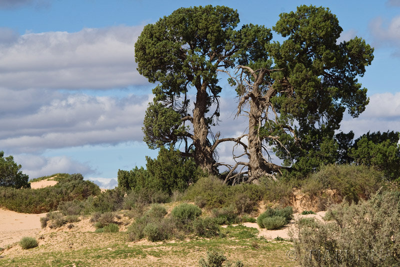 The two Cypress