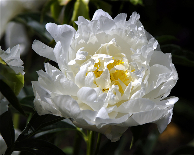 Peony 04