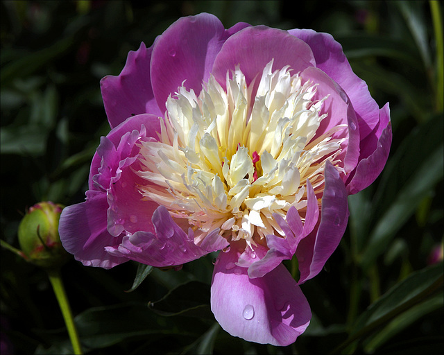 Peony 10