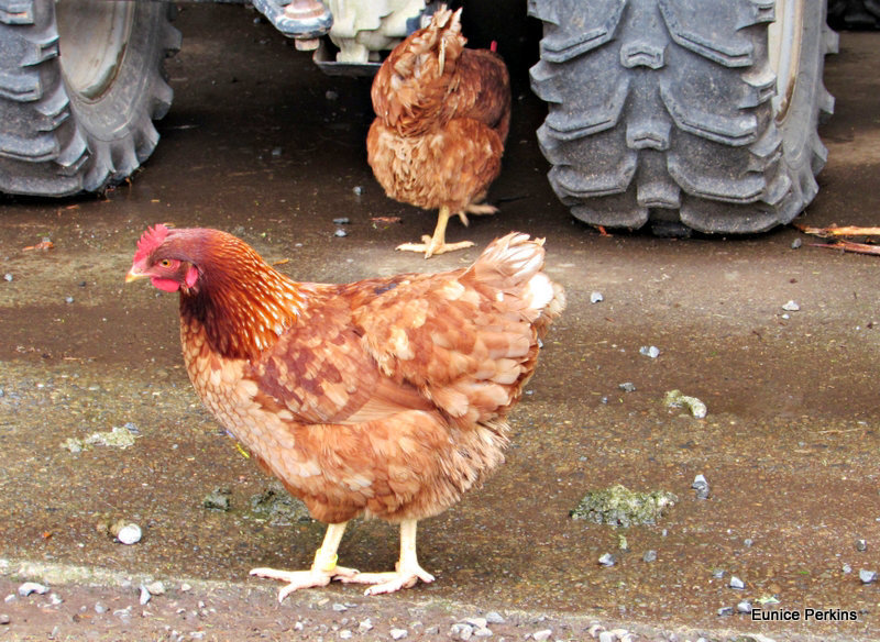 In Tractor Shed