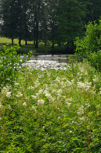 meadowsweet