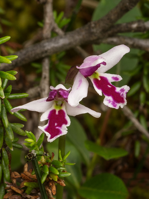 Amerorchis rotundifolia forma lineata (Round-leaf orchid)