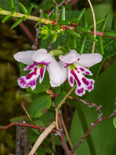 Amerorchis rotundifolia forma lineata (Round-leaf orchid)