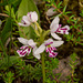 Amerorchis rotundifolia forma lineata (Round-leaf orchid)