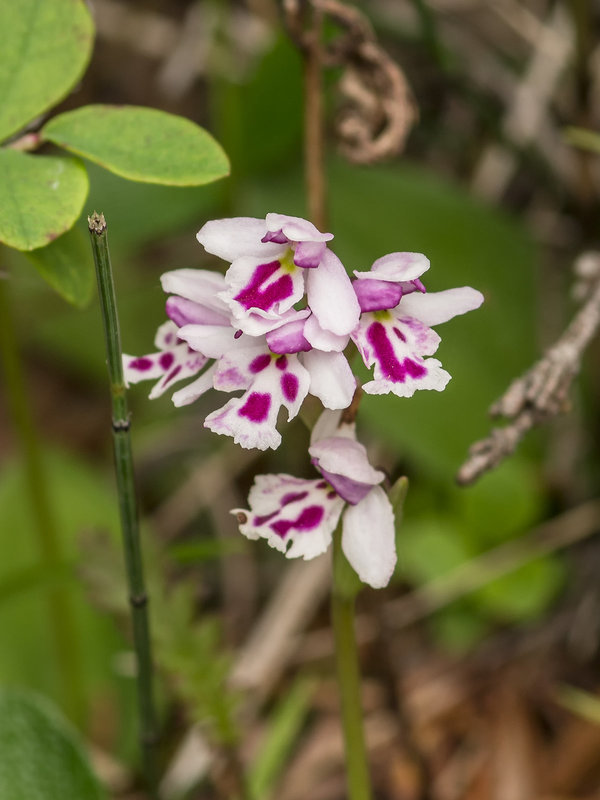 Amerorchis rotundifolia forma lineata (Round-leaf orchid)