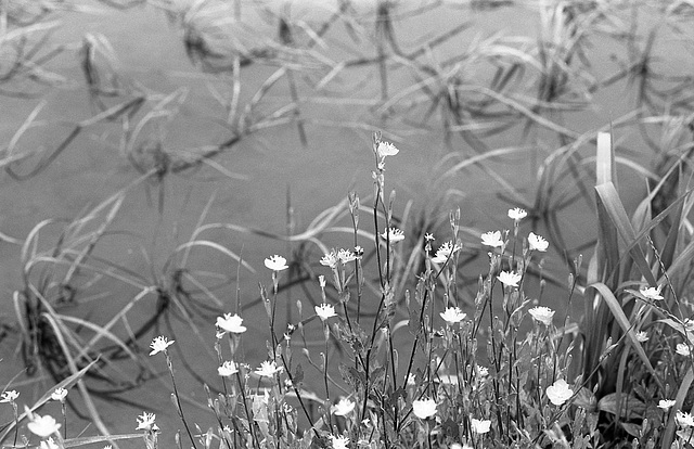 Small pink flowers by the paddy