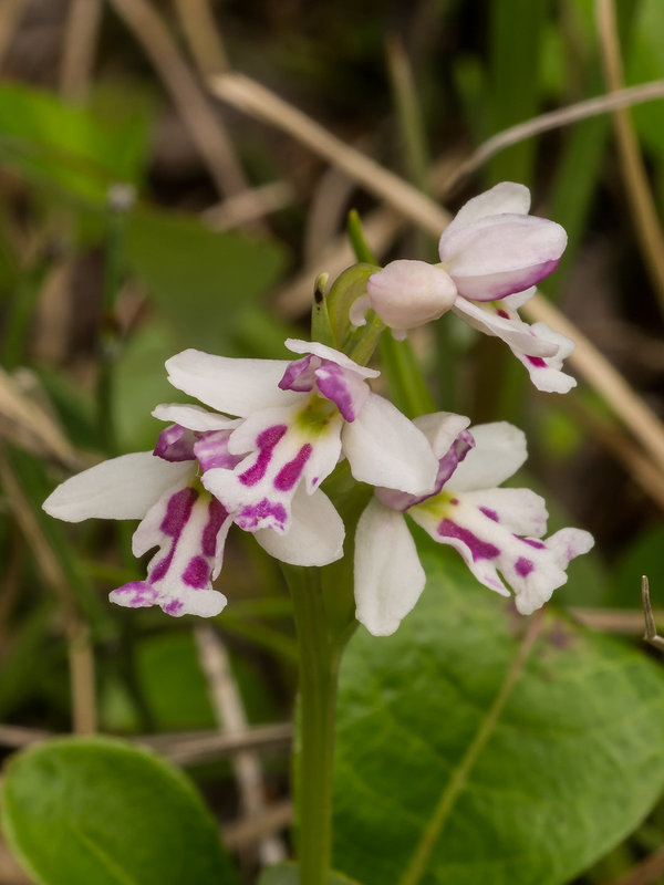 Amerorchis rotundifolia forma lineata (Round-leaf orchid)