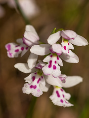 Amerorchis rotundifolia forma lineata (Round-leaf orchid)