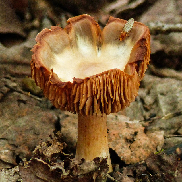 Goblet with matching insect