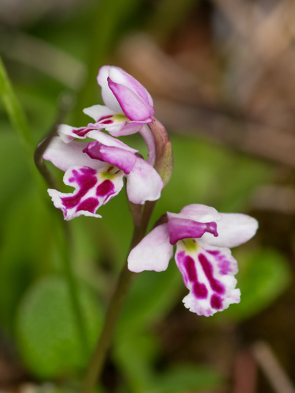Amerorchis rotundifolia forma lineata (Round-leaf orchid)