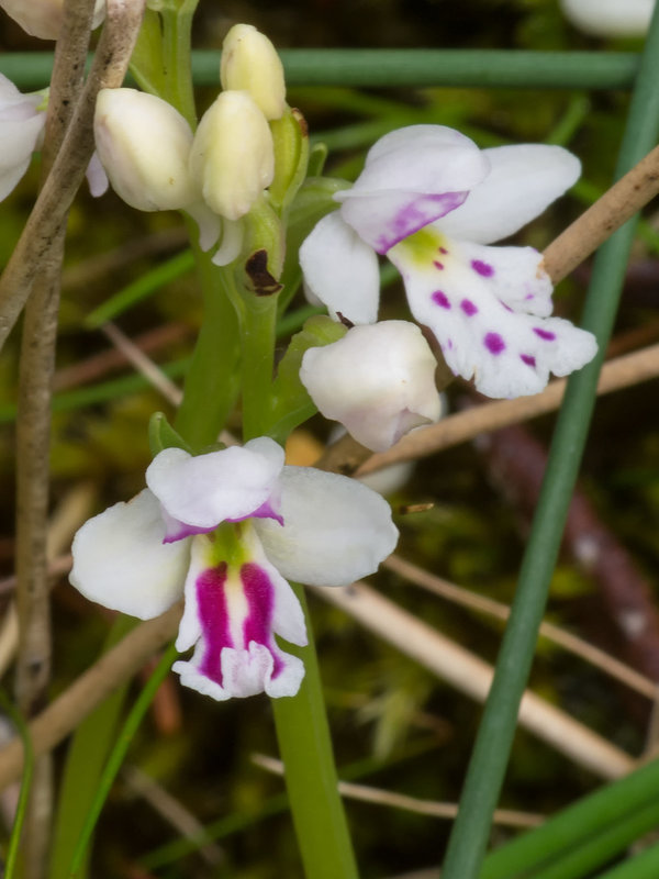 Amerorchis rotundifolia forma lineata (Round-leaf orchid)