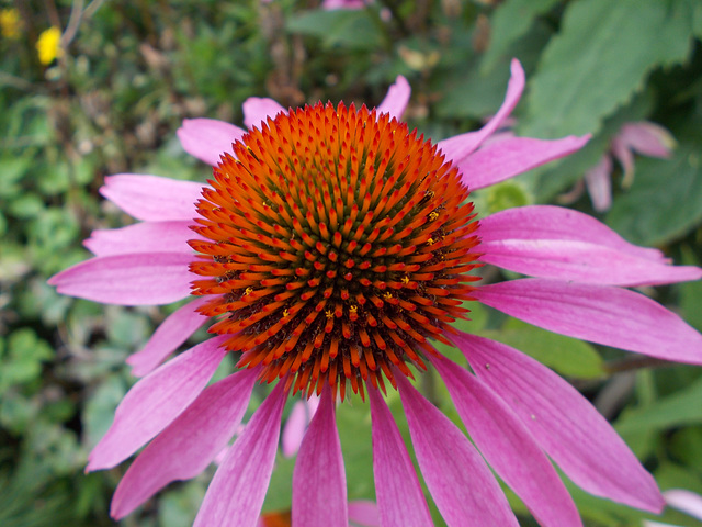 Echinacea