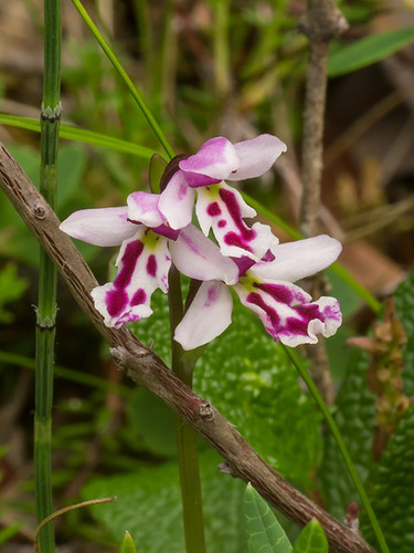 Amerorchis rotundifolia forma lineata (Round-leaf orchid)