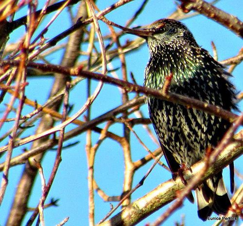 Starling