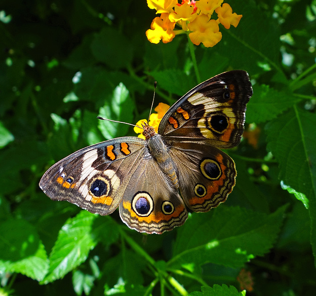 Common Buckeye (Junonia coenia)