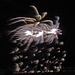 DHS Fireworks July 5 (0084)
