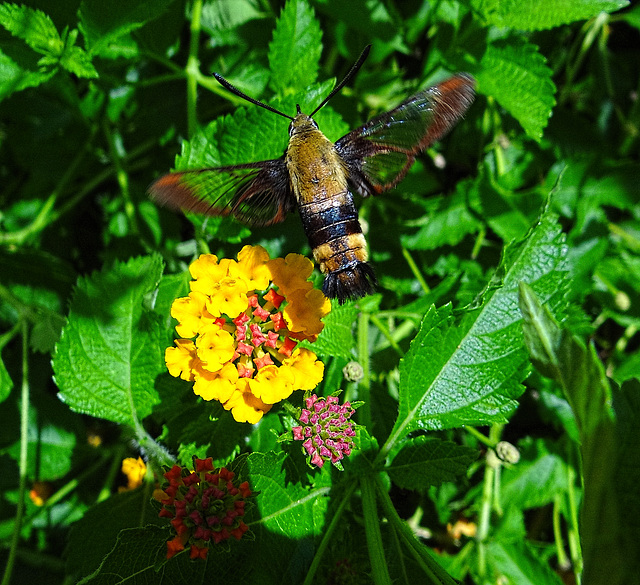 Snowberry Clearwing Moth (Hemaris diffinis)