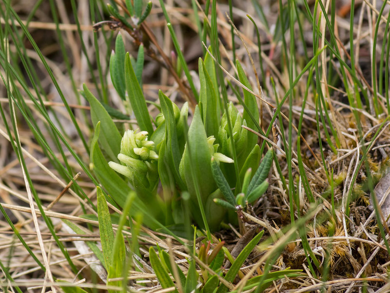 Spiranthes romanzofiana (Hooded Ladies'-tresses orchid)