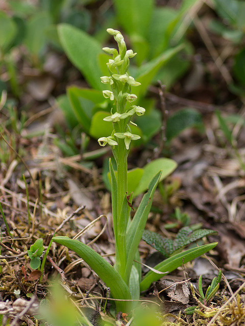 Platanthera aquilonis (Northern Green orchid)