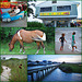 Collage of Asseteague Island vacation 1