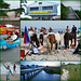 Collage of Assateague Island Vacation 2