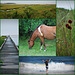 Collage of Assateague Island