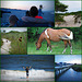 Collage of a Wonderful Vacation at Assateague Island