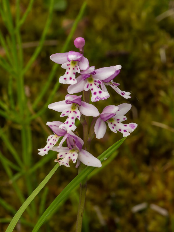 Amerorchis rotundifolia (Round-leaf orchid)