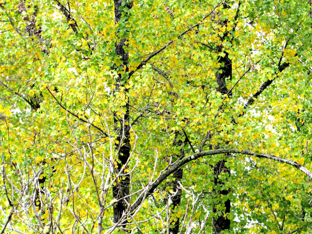 Trees In March