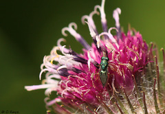 Another Tiny Metallic Wasp