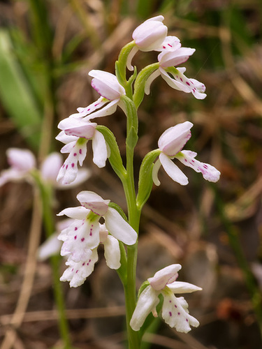 Amerorchis rotundifolia (Round-leaf orchid)