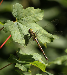 Southern Hawker Aeshna cyanea