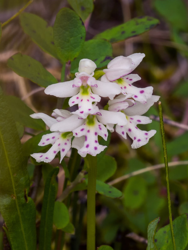 Amerorchis rotundifolia (Round-leaf orchid)