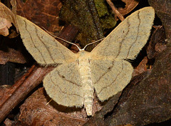 Moth.Riband Wave. Idaea aversata