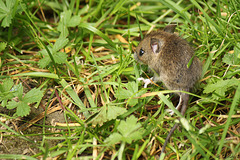 Wood Mouse Apodemus sylvaticus