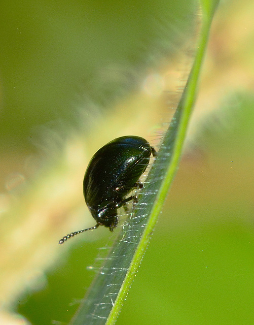 Leaf Beetle