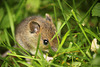 Wood Mouse Munching Bread