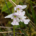 Amerorchis rotundifolia (Round-leaf orchid)