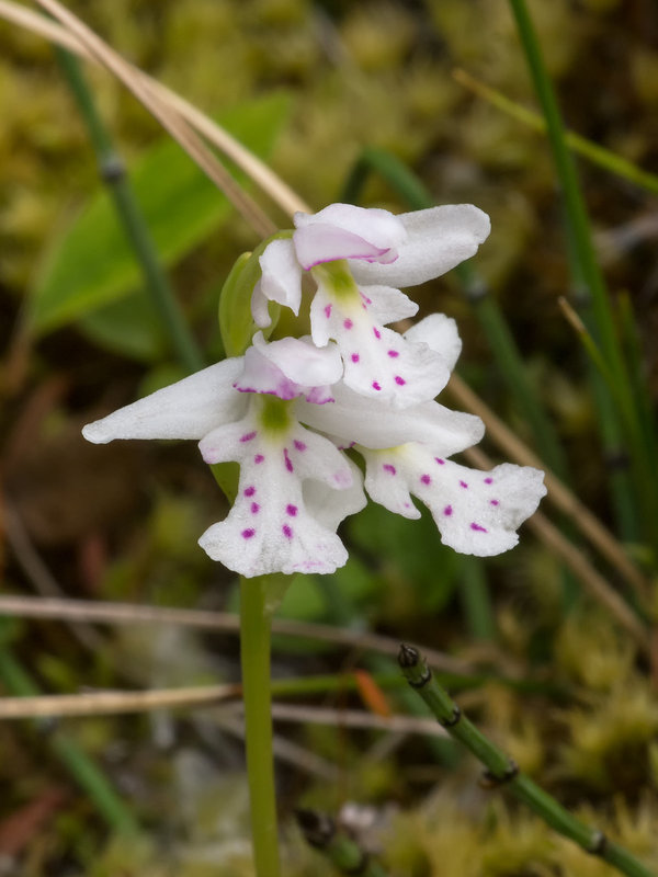 Amerorchis rotundifolia (Round-leaf orchid)