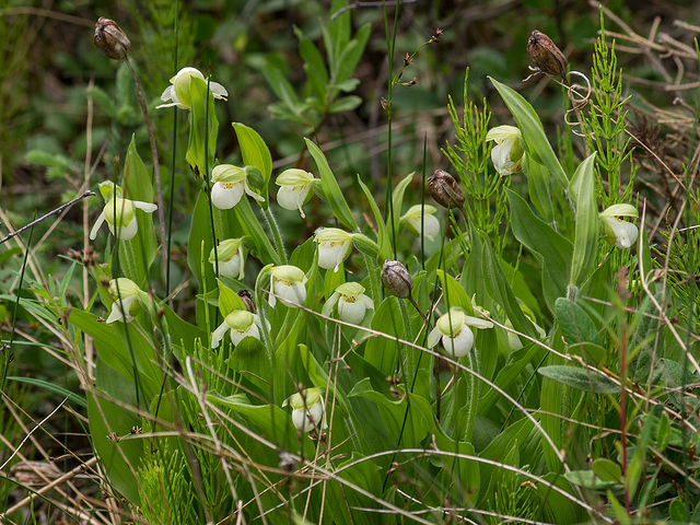 Cypripedium passerinum (Sparrow's-egg Lady's-slipper orchid)