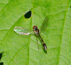 Hoverfly. Baccha elongata