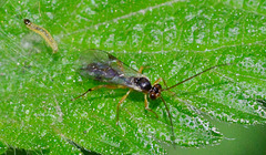 Wasp....and larva