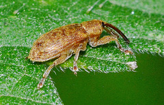 Weevil. Dorytomus species